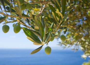 Zdrowa oliwka