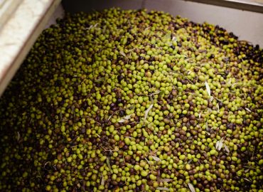 oliwa z oliwek tłoczona na zimno