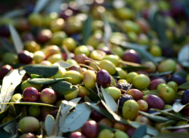 Pyszne i zdrowe oliwki do przygotowania oliwy